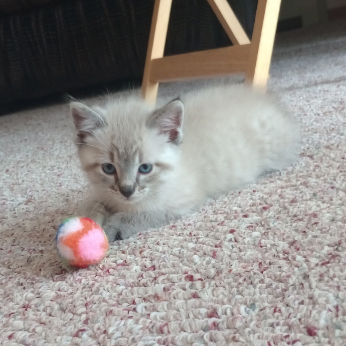 Caring Cat Companion