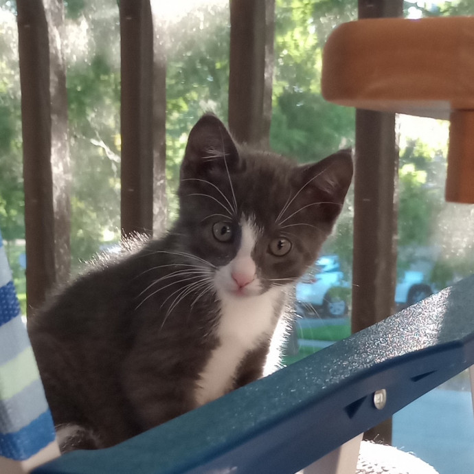 Caring Cat Companion