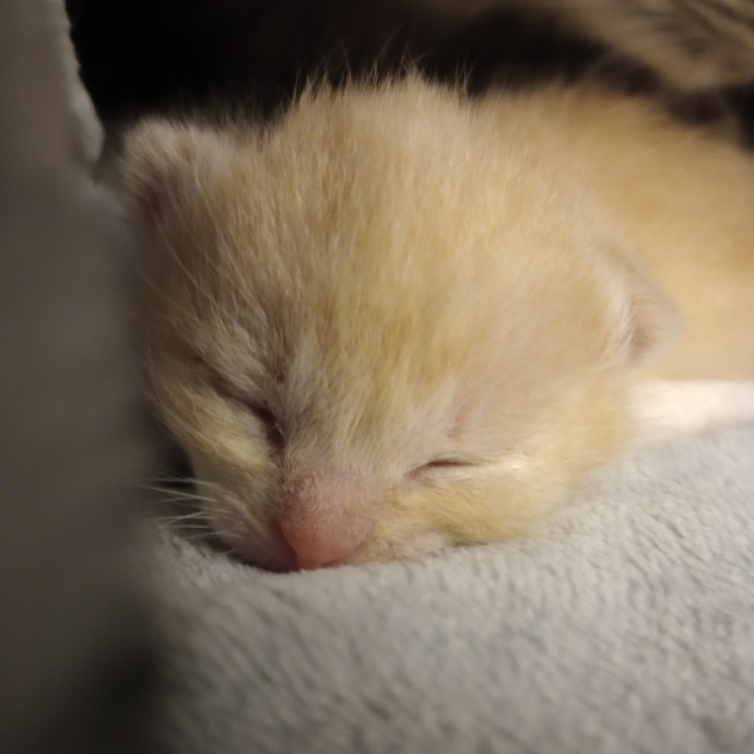 Caring Cat Companion