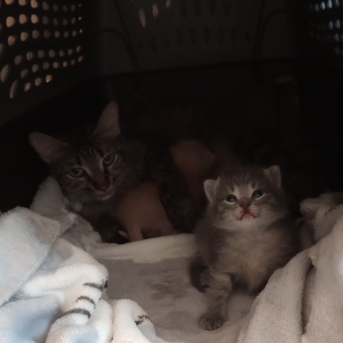 Caring Cat Companion