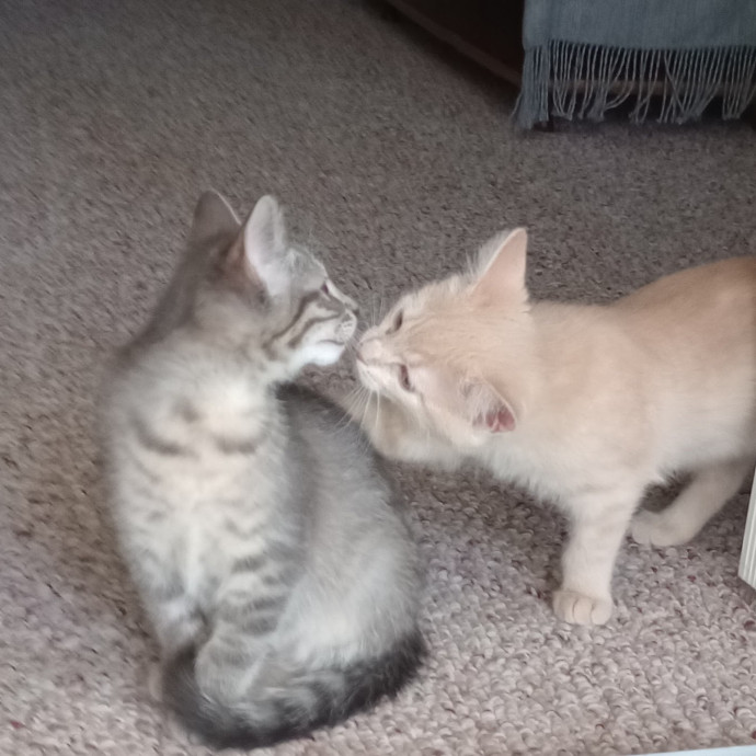 Caring Cat Companion