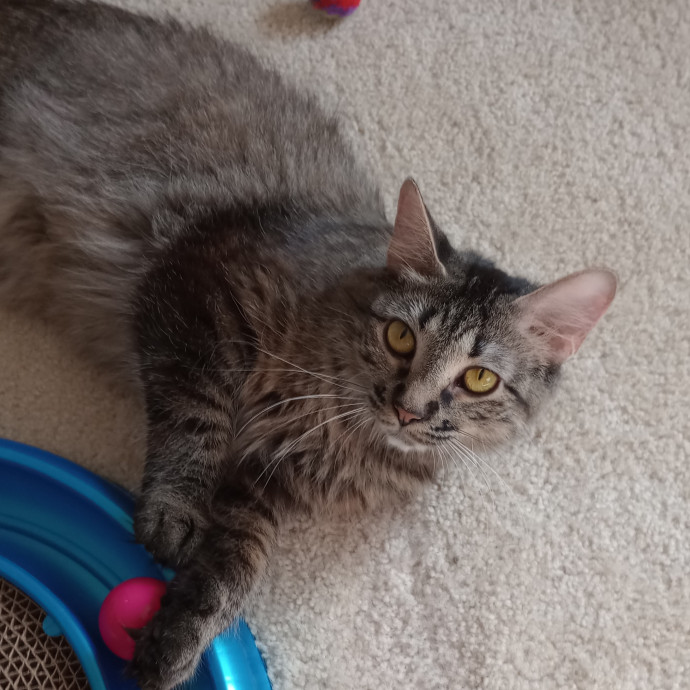 Caring Cat Companion