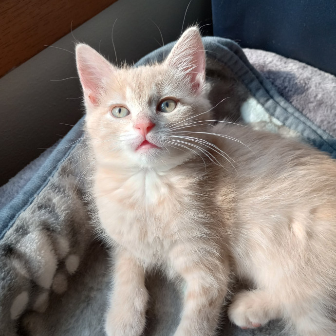 Caring Cat Companion