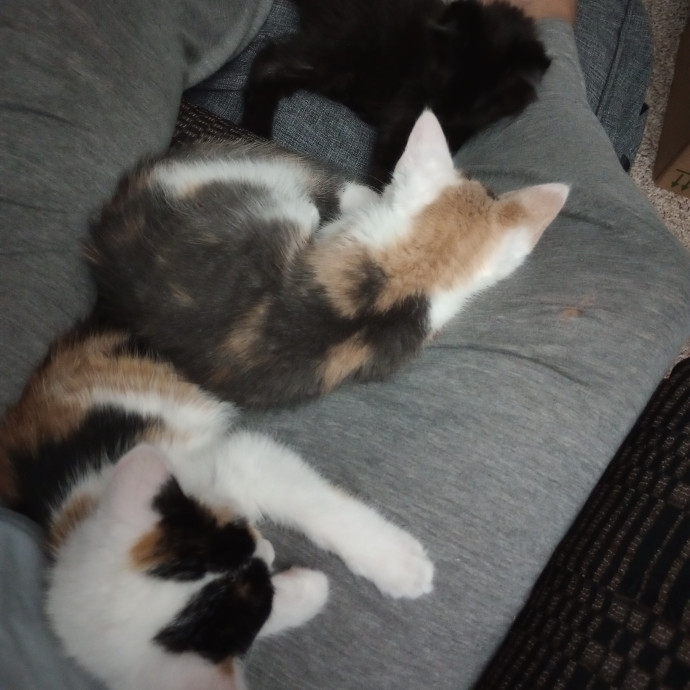 Caring Cat Companion