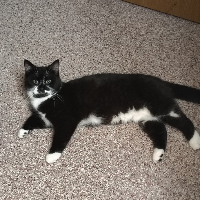 Caring Cat Companion