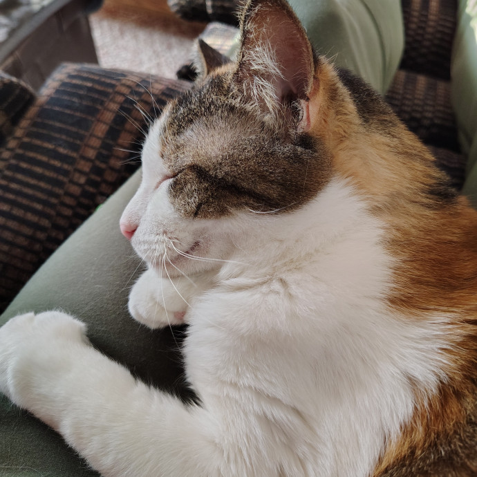 Caring Cat Companion