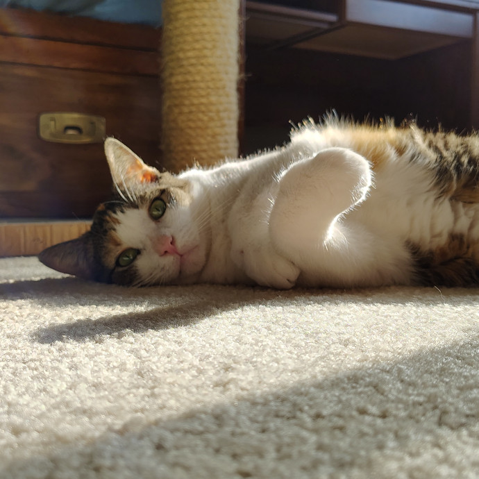Caring Cat Companion