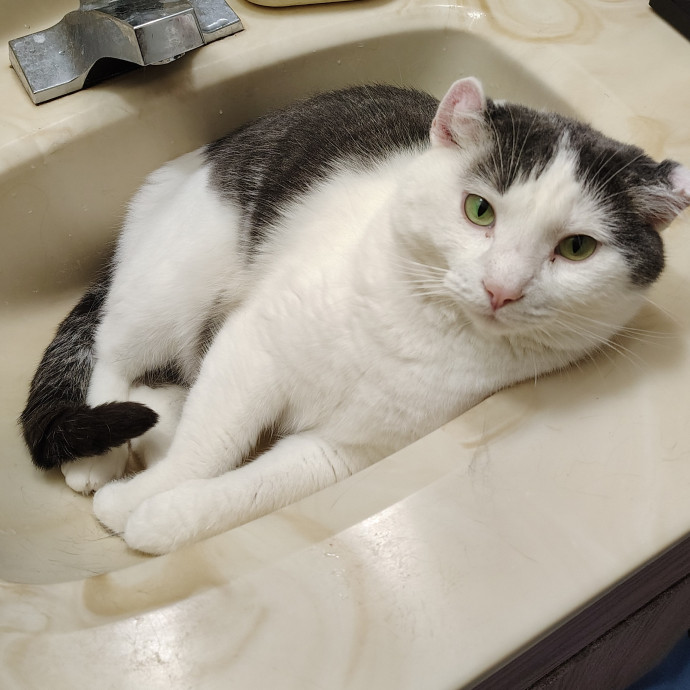 Caring Cat Companion