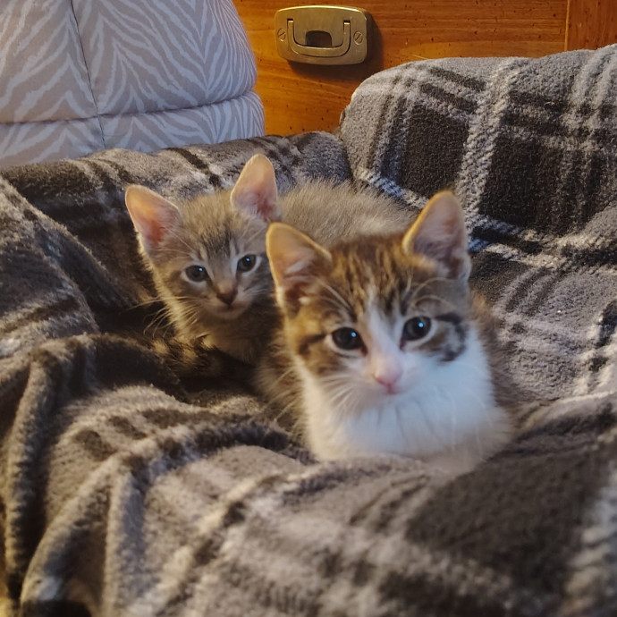 Caring Cat Companion