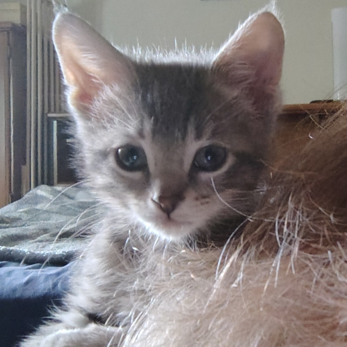 Caring Cat Companion