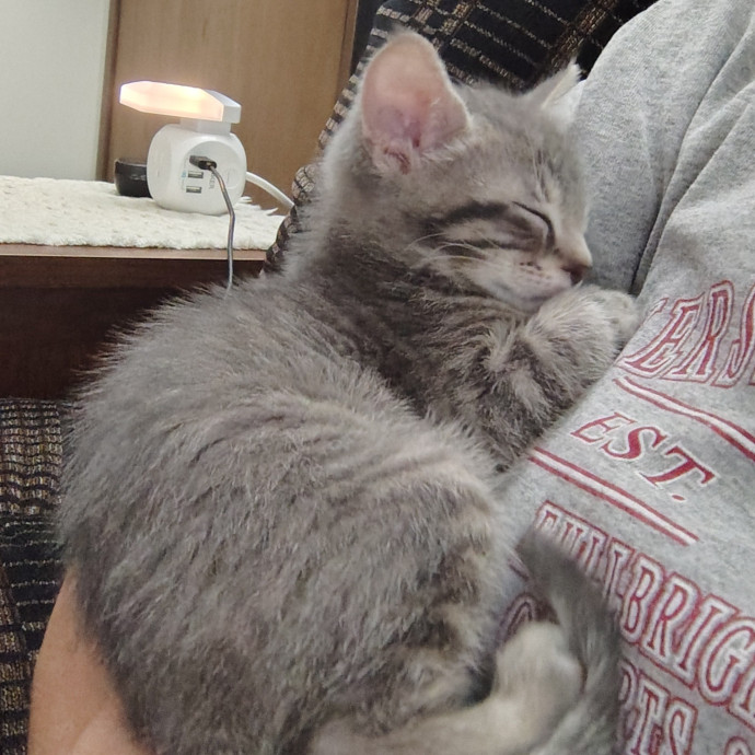 Caring Cat Companion