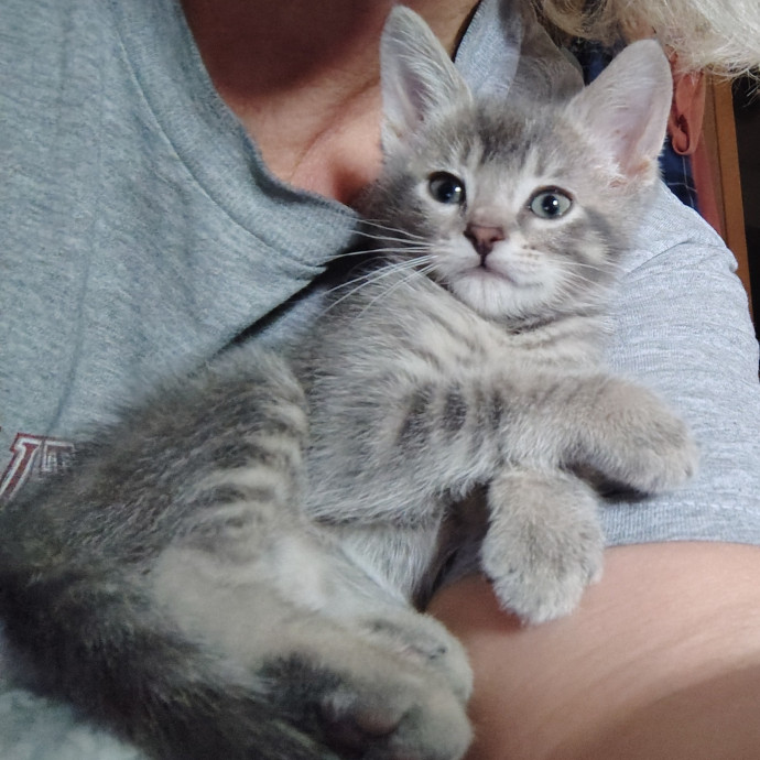 Caring Cat Companion