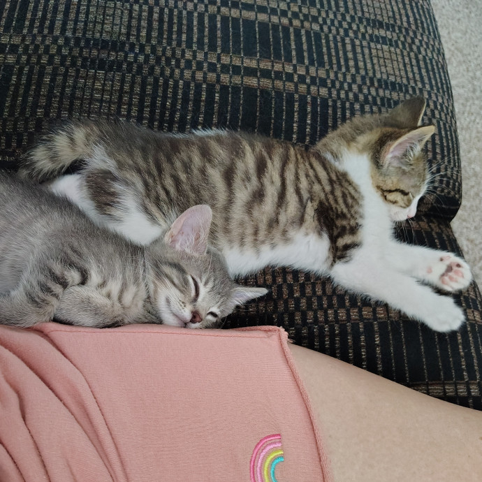 Caring Cat Companion photo 3