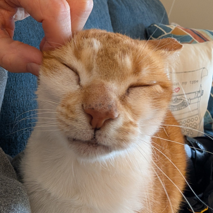 Caring Fun Responsible Cat Lover photo 3
