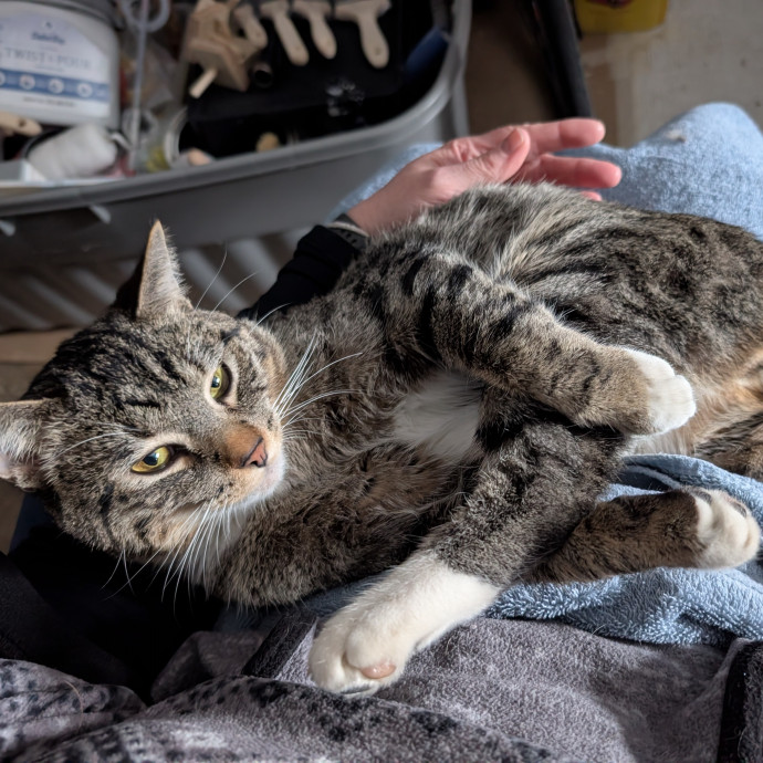 Caring Fun Responsible Cat Lover photo 2