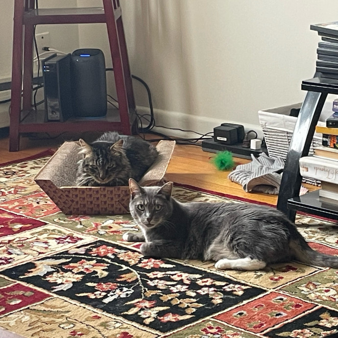 Nora A Purrfect Cat-Nanny