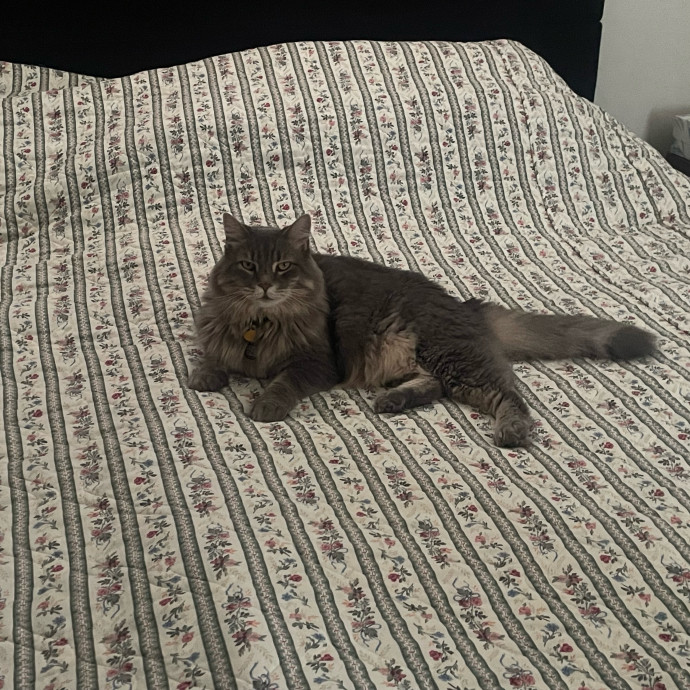 Nora A Purrfect Cat-Nanny