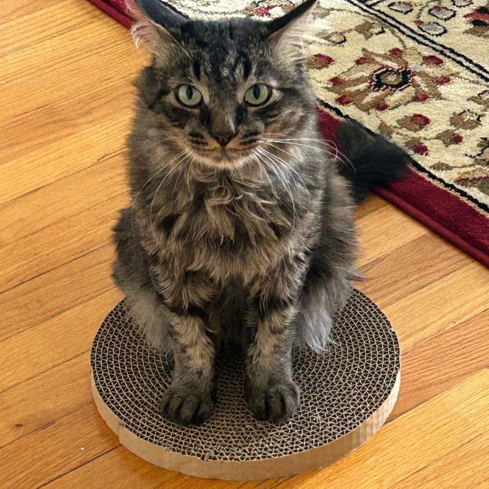 Nora A Purrfect Cat-Nanny
