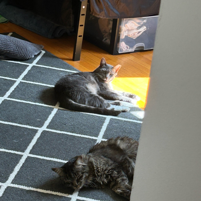 Nora A Purrfect Cat-Nanny