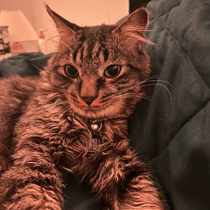 Nora A Purrfect Cat-Nanny photo 3