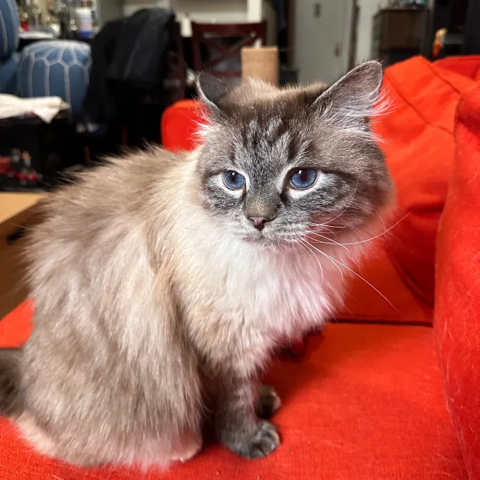 Alexandria The Purr-Fect Cat Sitter