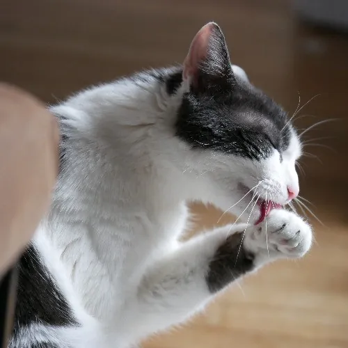 Alexandria The Purr-Fect Cat Sitter photo 3