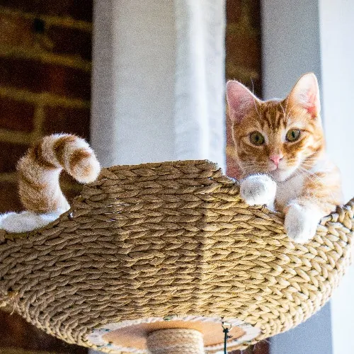 Alexandria The Purr-Fect Cat Sitter photo 2