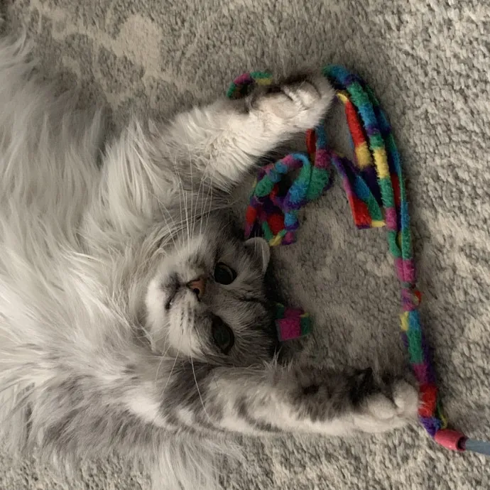 Trusted Cat Care By Experienced Cat Mom