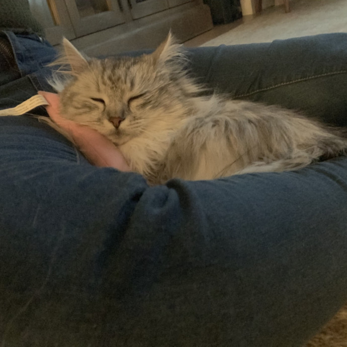 Trusted Cat Care By Experienced Cat Mom