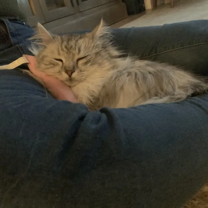 Trusted Cat Care By Experienced Cat Mom