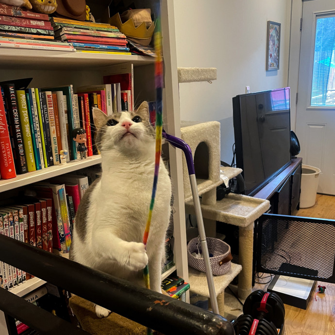 Trusted Cat Care By Experienced Cat Mom