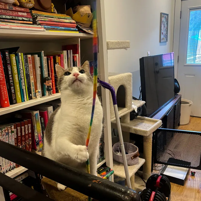 Trusted Cat Care By Experienced Cat Mom