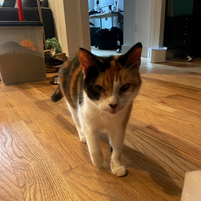 Trusted Cat Care By Experienced Cat Mom