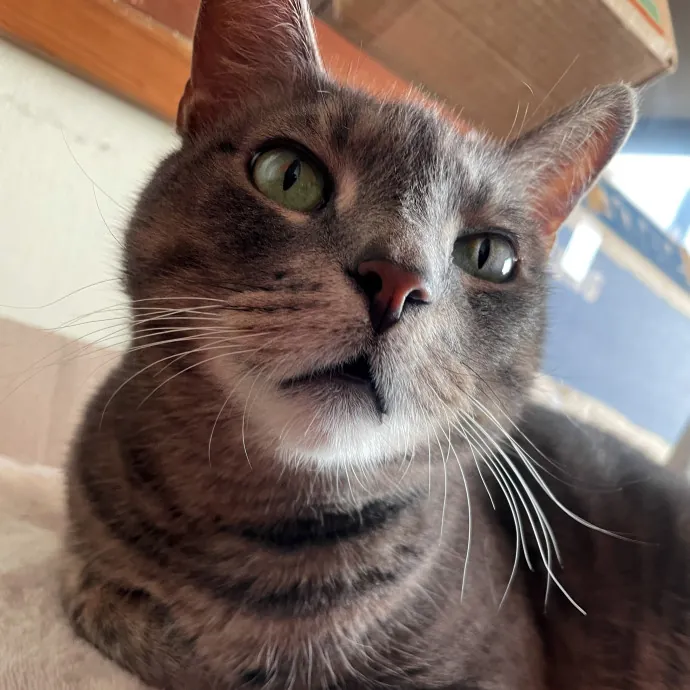 Trusted Cat Care By Experienced Cat Mom