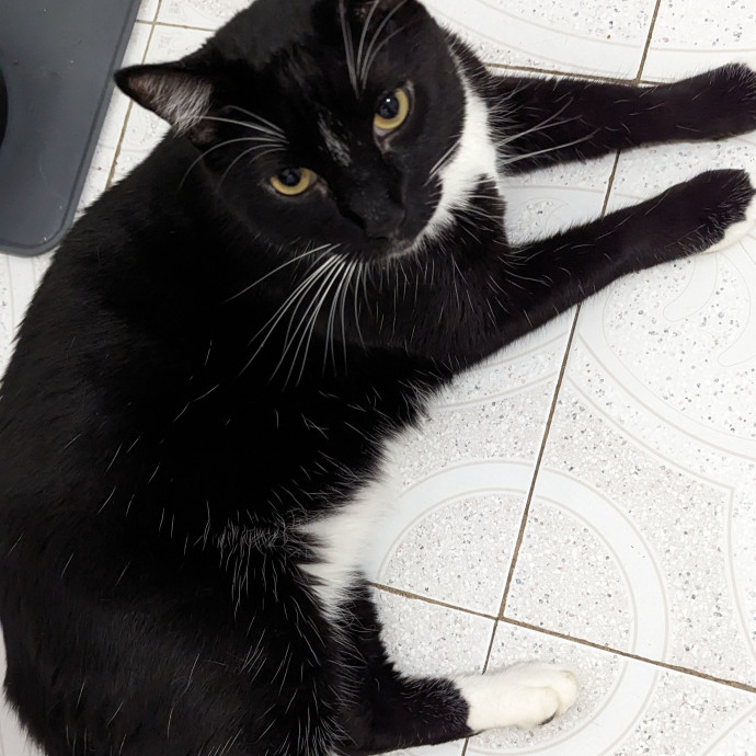Trusted Cat Care By Experienced Cat Mom