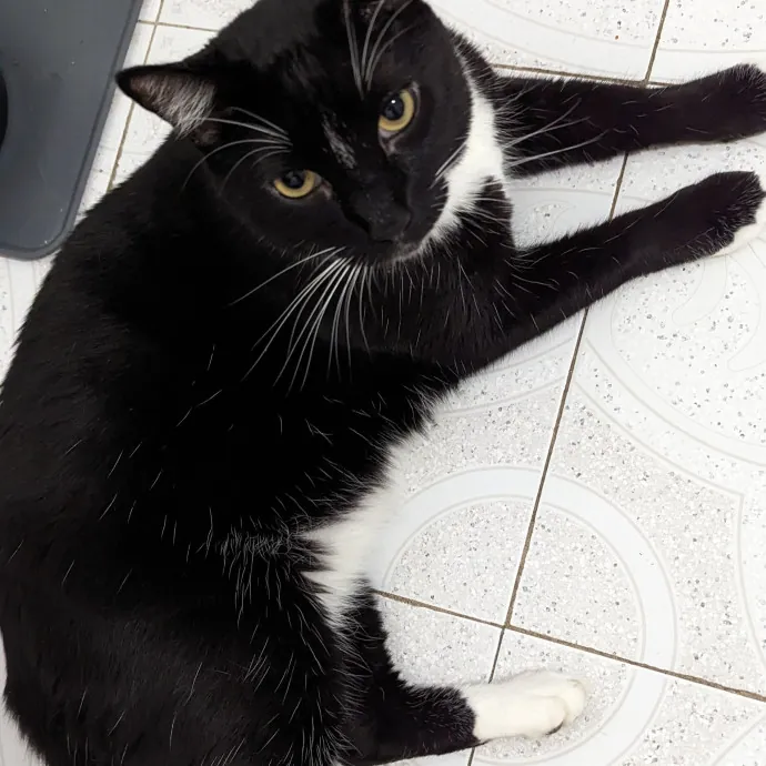 Trusted Cat Care By Experienced Cat Mom