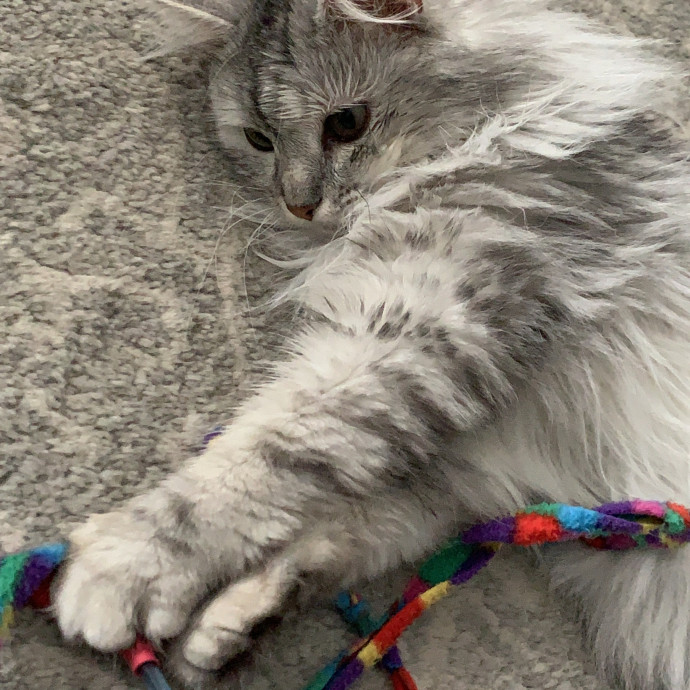 Trusted Cat Care By Experienced Cat Mom