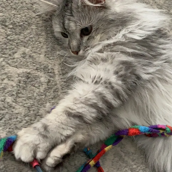 Trusted Cat Care By Experienced Cat Mom