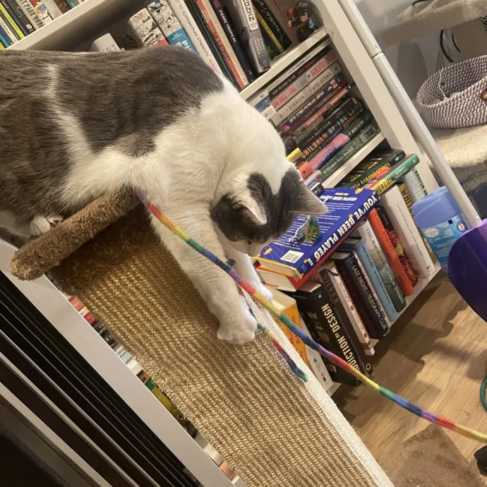 Trusted Cat Care By Experienced Cat Mom