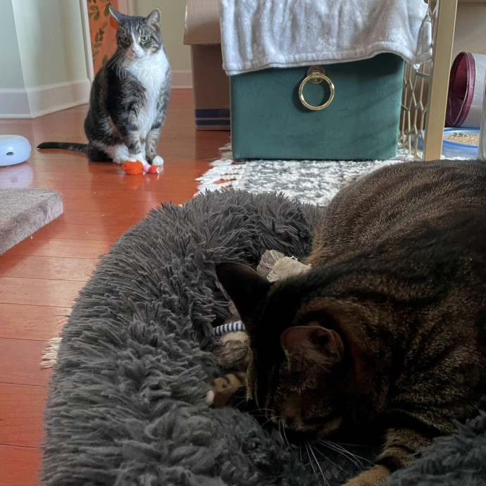 Trusted Cat Care By Experienced Cat Mom