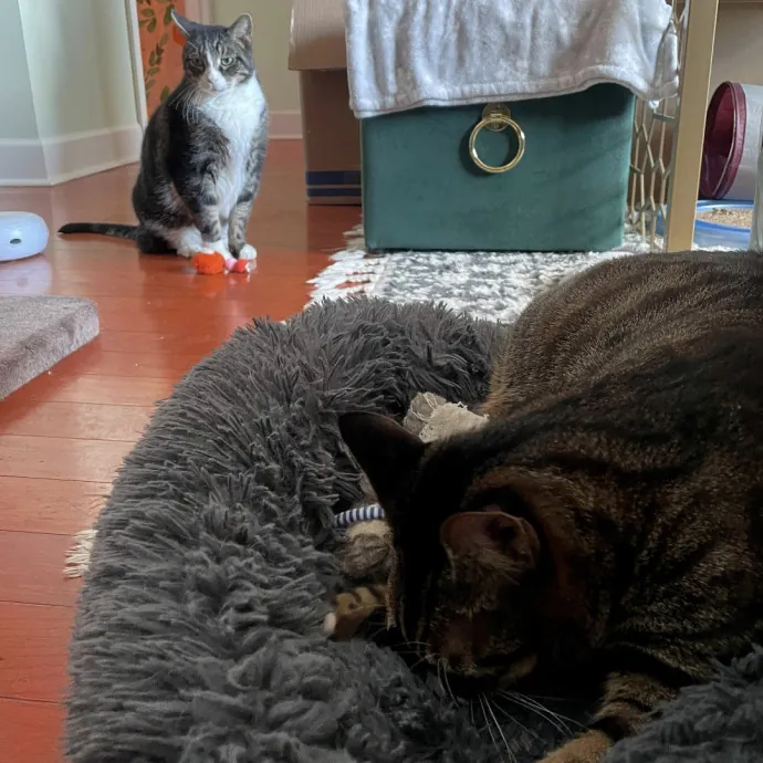 Trusted Cat Care By Experienced Cat Mom