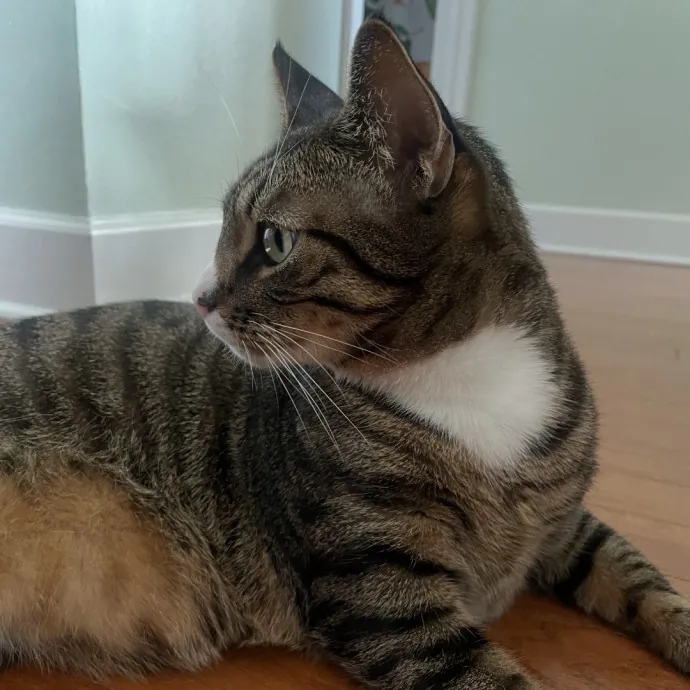 Trusted Cat Care By Experienced Cat Mom