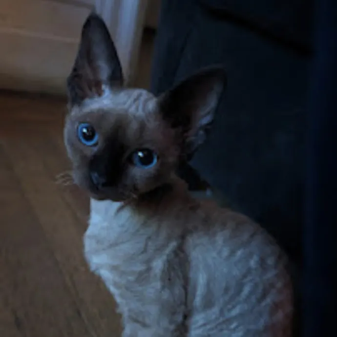 Trusted Cat Care By Experienced Cat Mom