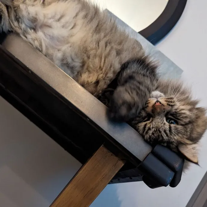 Trusted Cat Care By Experienced Cat Mom