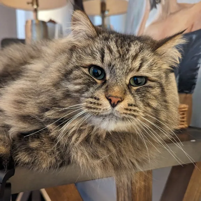 Trusted Cat Care By Experienced Cat Mom