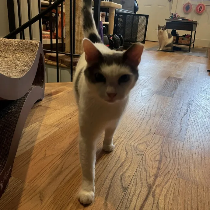 Trusted Cat Care By Experienced Cat Mom