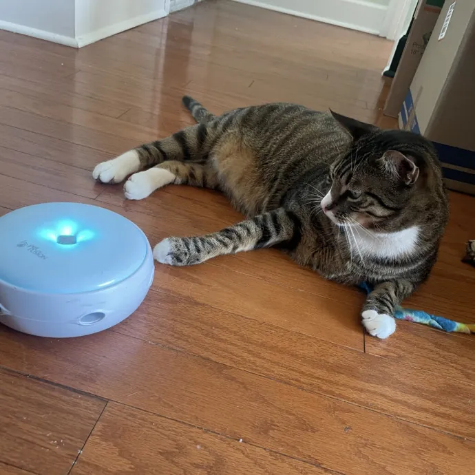 Trusted Cat Care By Experienced Cat Mom