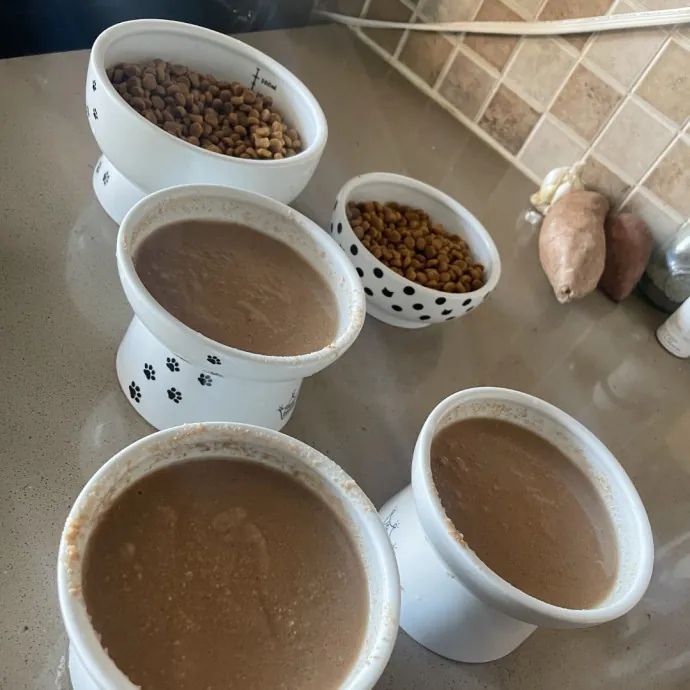 Trusted Cat Care By Experienced Cat Mom