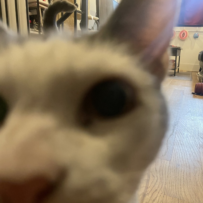 Trusted Cat Care By Experienced Cat Mom