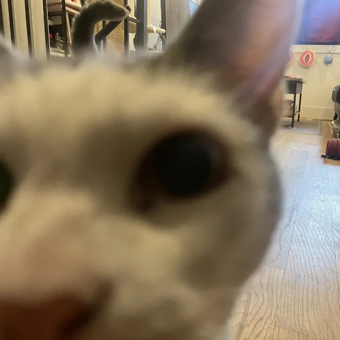 Trusted Cat Care By Experienced Cat Mom